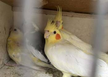 Papugi nimfy pary lęgowe I młode 25r