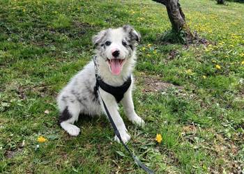 Border collie blue merle