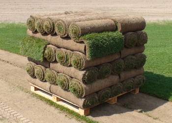 Trawa z rolki, trawnik, trawniki rolowane z transportem.
