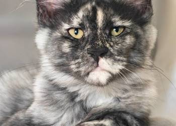 Maine Coon kotka rodowód FPL