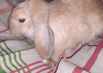 Króliczek mini lop