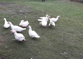 Sprzedam kaczki francuskie