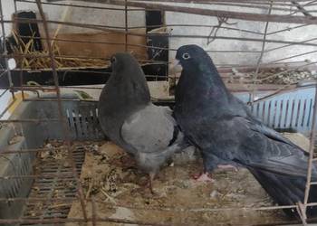 Sprzedam gołębie Mikołajewskie