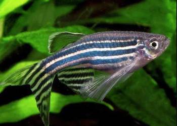 Danio pręgowany - Brachydanio zebra - Pręgowane - WYSYŁKA