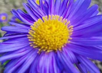 Aster Marcinek fioletowy niski wieloletni