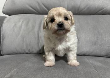 Maltipoo Suczka