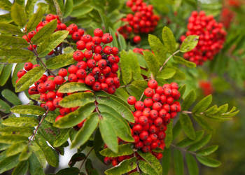 JARZĄB POSPOLITY Sorbus aucuparia - NASIONA 5000 sztuk - 100g.