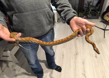 Wąż Boa Tęczowy Brazylijski 3latek