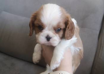 Piesek Cavalier King Charles Spaniel