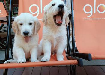 Golden Retriever -zlodziej serc