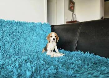 Wesołe szczenięta Beagle, pies i suczka