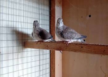 Gołąbki diamentowe szeki 2025