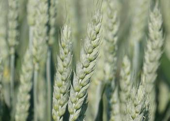 Pszenica jara - Harenda, Tybalt, MHR Jutrzenka, KWS Dorium