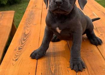 Cane Corso