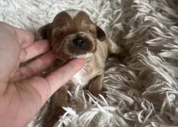 Wyjątkowy piesek cockapoo f1b mama cockapoo tata pudel toy red unikat