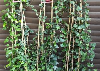Bardzo duże bluszcze Hedera Helix 160-200cm