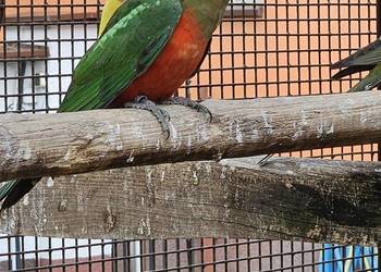 Szkarłatka królewska samiec