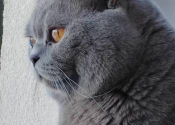 Reproduktor brytyjski  - krycie