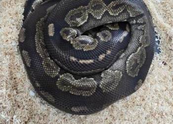 Piękny samiec pyton królewski mohogany cinnamon