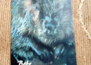 BÓBR - JEDEN Z NAJWIĘKSZYCH POLSKICH WODNYCH GRYZONI