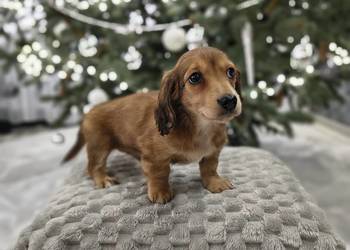 Jamnik długowłosy miniaturowy rudy gen kremowy