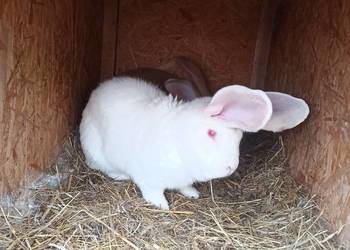 Króliki belgijski olbrzym