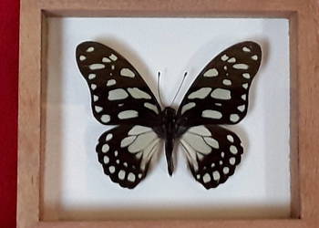 Motyl w ramce 12x10 cm . Graphium leonidas 75mm .