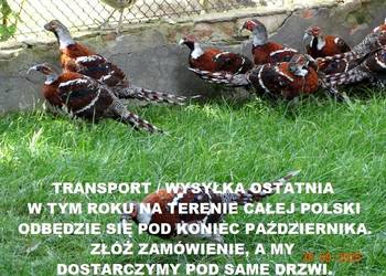 Sprzedam Bażanty Kasztanowe Elioty (Bażant) z 2025 - Samce i Samice