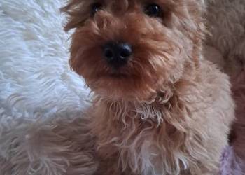 Suczka cockapoo F1B red mama cockapoo F1 tata pudel toy red