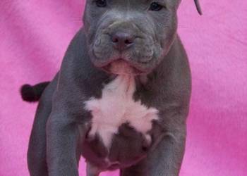American Staffordshire Terrier Blue Amstaff Samiec