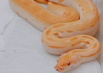 Pyton birmański samica