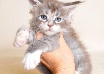 Przepiękny kocurek Maine Coon z Rodowodem PZF/WCF