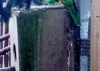 Samica papugi czerwonoskrzydlej