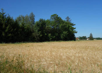 Skoczów Pruchna 1,15 ha w samym centrum z prawem zabudowy