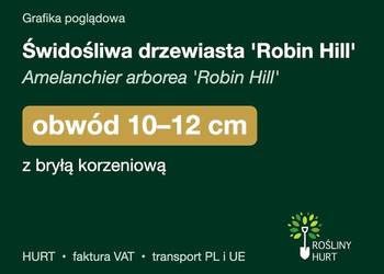 Świdośliwa drzewiasta 'Robin Hill' obwód 10-12 cm, z bryłą – HURT
