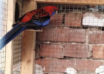 Rozella królewska samiec