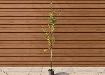 Klon czerwony 'Summer Red', wys. 250 cm