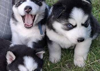 Szczeniak Syberian Husky przeurocza niebieskooka