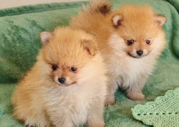 Szpic miniaturowy Pomeranian