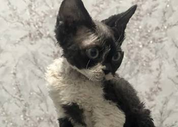 Kocur łaciaty Devon Rex