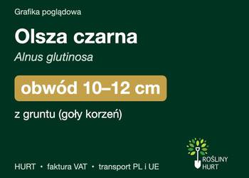 Olsza czarna (Alnus glutinosa) obwód 10-12 cm, z gruntu – HURT