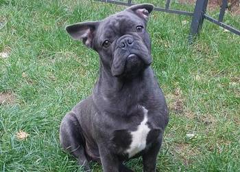 Buldog francuski BLUE pies