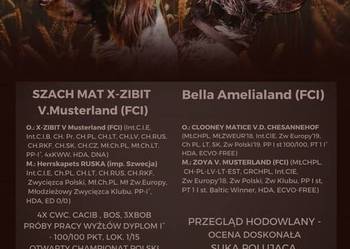 Szczenięta Mały munsterlander