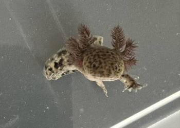Axalotl Aksolotl Salamandra Meksykańska Płaz Meksykański Ryba Jaszczurka