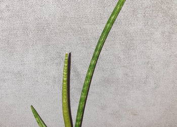 Sansewieria cylindryczna nr 1, sansa , wys 32cm