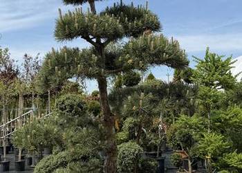 Sosna Czarna Pinus Nigra Bonsai 175-200cm
