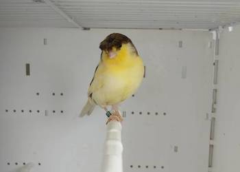 Kanarki Gloster samce 26 r.