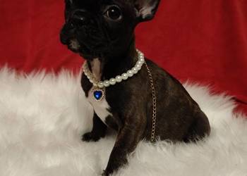 Buldog francuski po przebadanych rodzicach