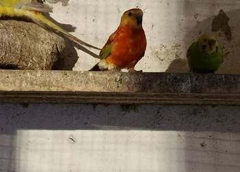 Sprzedam papugę swiergote