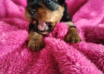 Piesek yorkshire terrier do rezerwacji